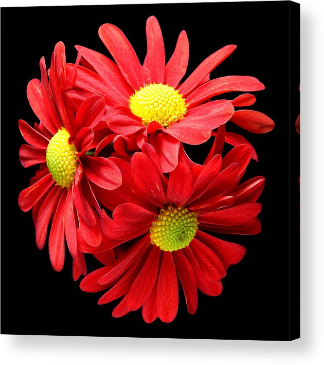Flowers Acrylic Print featuring the photograph Red Daisies Still Life Flower Art Poster by Lily Malor