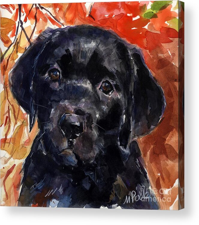 Black Lab Puppy Acrylic Print featuring the painting Red Delicious by Molly Poole