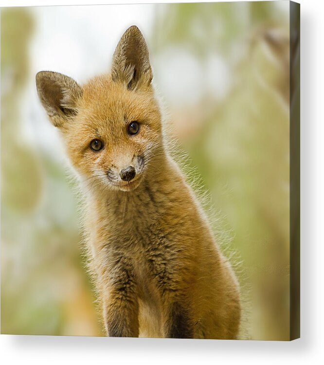 Red Fox Acrylic Print featuring the photograph Red Fox Kit Up Close by John Vose