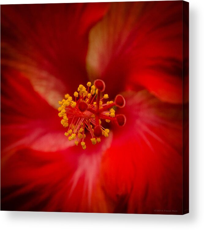 Fjm Multimedia Acrylic Print featuring the photograph Red Hibiscus 7 by Frank Mari