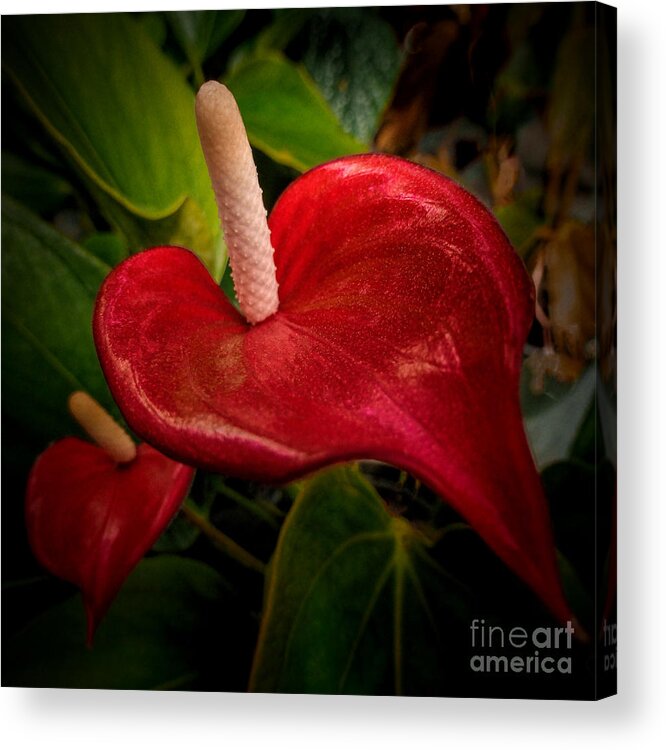 Art Prints Acrylic Print featuring the photograph Red is a Turn On by Dave Bosse