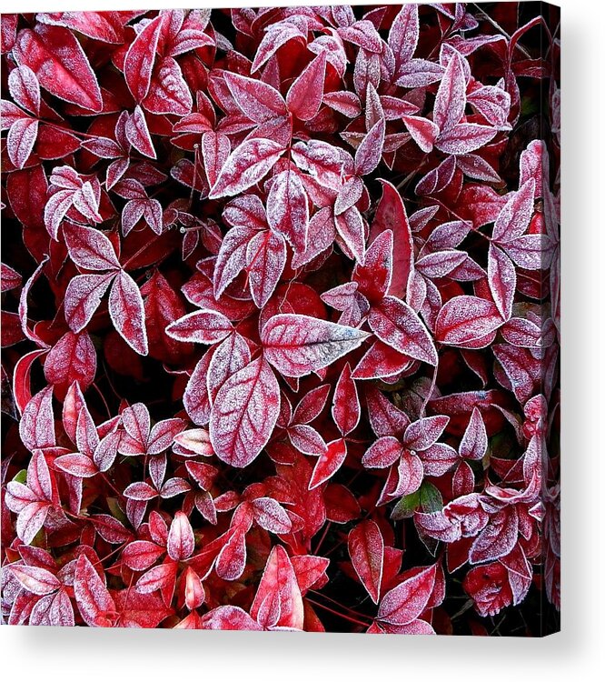 Outdoors Acrylic Print featuring the photograph Red Leaf Covered With Frost by Photographer, Loves Art, Lives In Kyoto