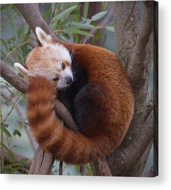 Panda Acrylic Print featuring the photograph Red Panda by Jack Nevitt