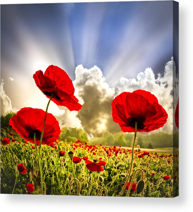Appalachia Acrylic Print featuring the photograph Red Poppies by Debra and Dave Vanderlaan