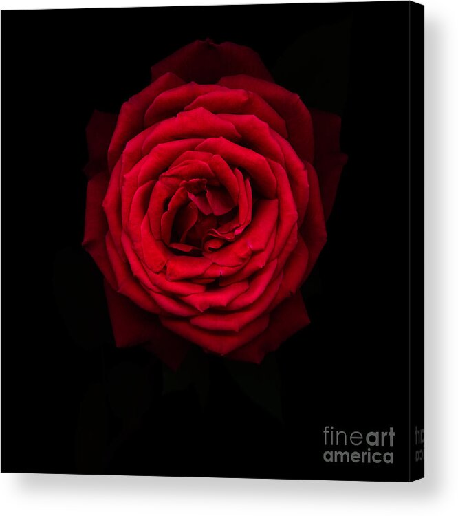 Black Acrylic Print featuring the photograph Red rose 2 by Oscar Gutierrez
