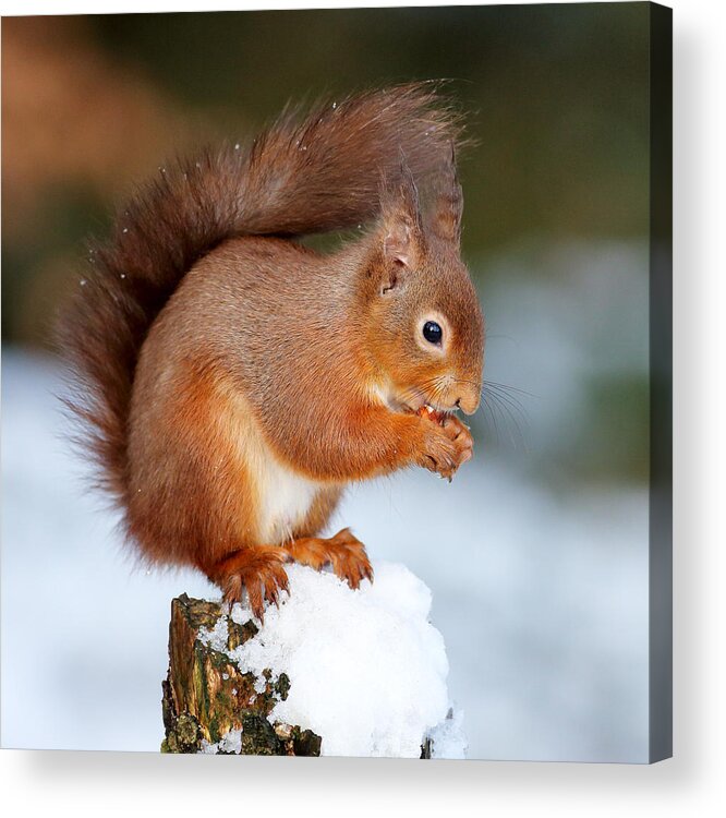 Red Squirrel Acrylic Print featuring the photograph Red Squirrel Portrait by Grant Glendinning