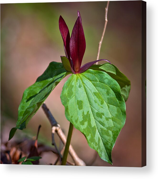 Close-up Acrylic Print featuring the photograph Red Trillium by Melinda Fawver
