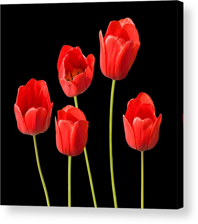 Red Tulips Black Background Acrylic Print by Natalie Kinnear - Fine Art  America