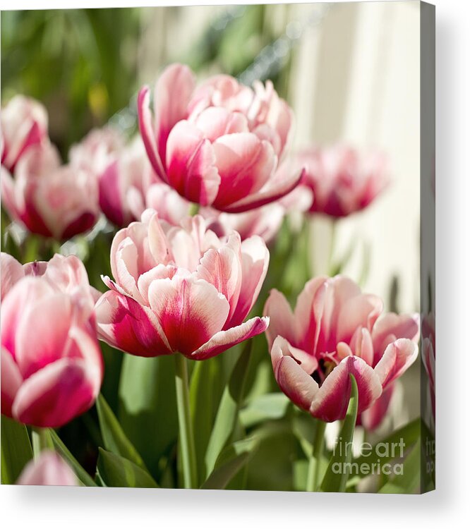 Amsterdam Acrylic Print featuring the photograph Red Tulips by Ivy Ho