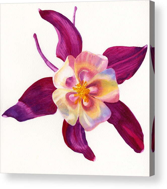 Red Acrylic Print featuring the painting Red Violet Columbine Square Design by Sharon Freeman