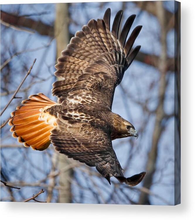 Redtail Hawk Acrylic Print featuring the photograph Redtail Hawk Square by Bill Wakeley