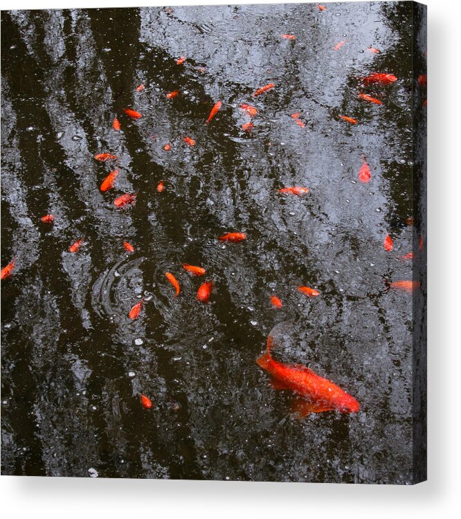 Nixie Acrylic Print featuring the photograph Reflections and Goldfish by Robin Street-Morris