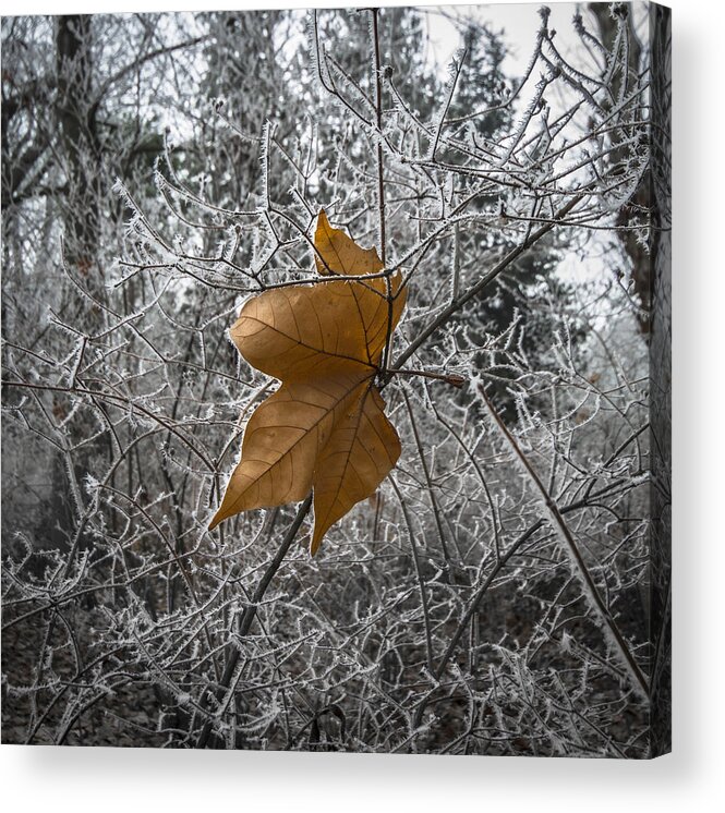 Winter Autumn Leaf Acrylic Print featuring the photograph Remained by Akos Kozari