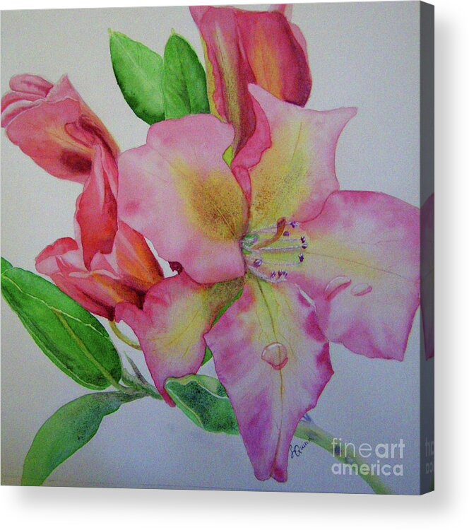 Pink Flower Acrylic Print featuring the painting Rhodie with Dew I by Lynn Quinn