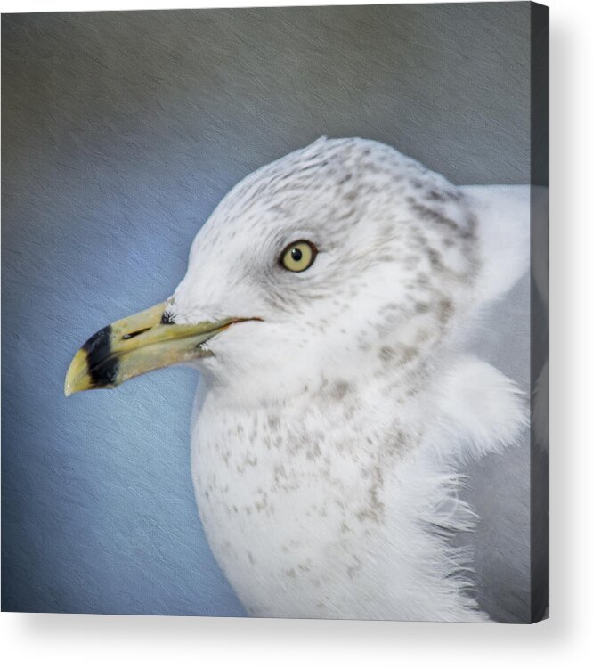 Seagull Acrylic Print featuring the photograph Ring Bill Gull Portrait by Cathy Kovarik