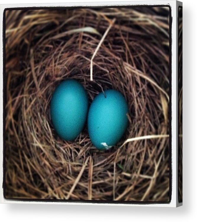Nest Acrylic Print featuring the photograph Robins Egg Blue, The Color Of Spring by Hermes Fine Art
