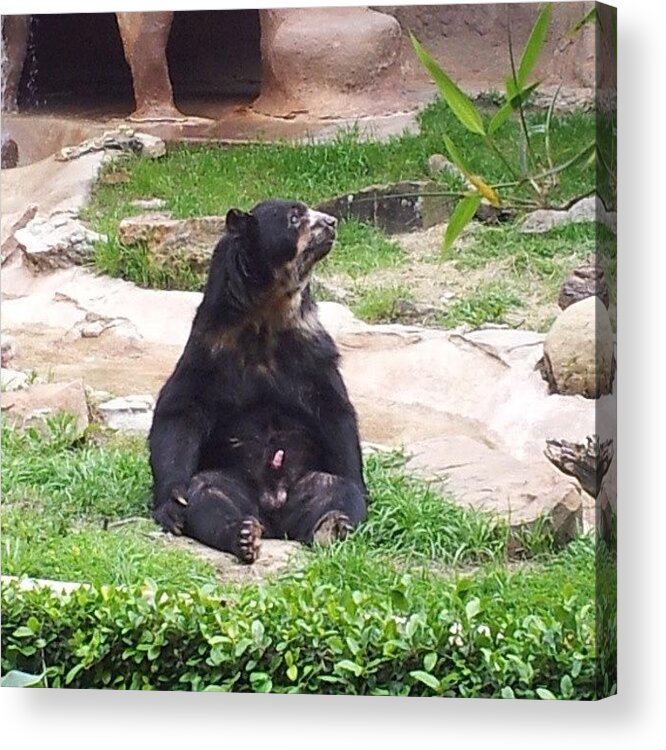 Most biggest dick. Zoo Bear. Black Bear Zoo. Bear dick.