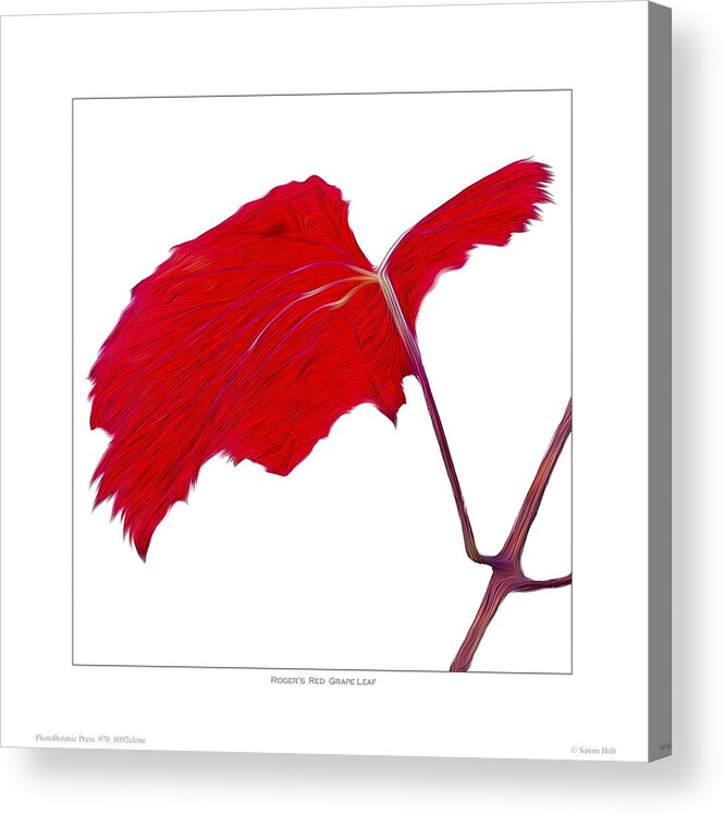 Leaves Acrylic Print featuring the photograph Roger's Red Grape Leaf by Saxon Holt