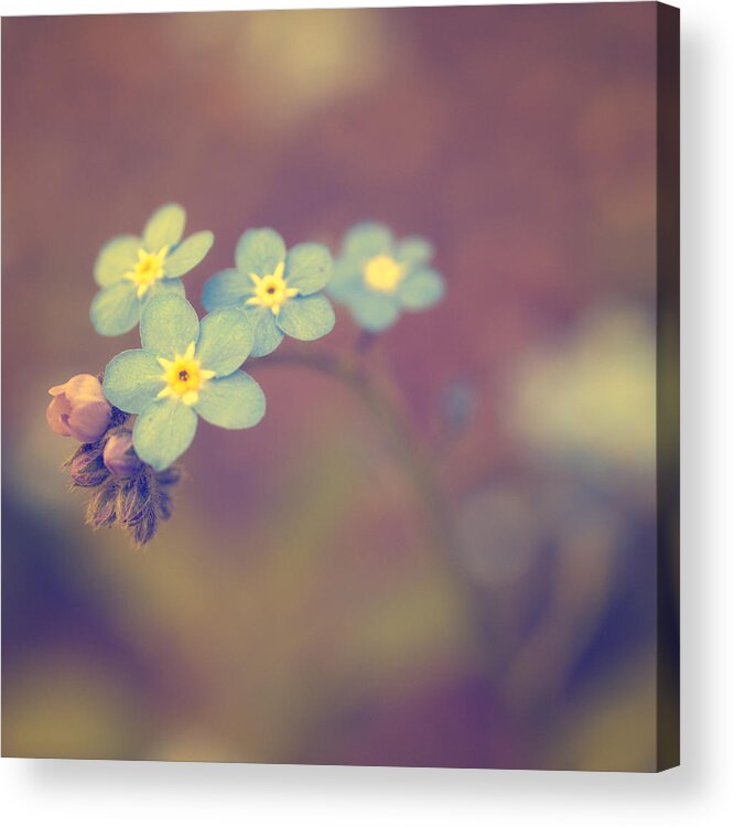 Forget-me-not Acrylic Print featuring the photograph Romance by Yuka Kato
