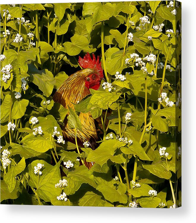 Chicken Acrylic Print featuring the photograph Rooster by Craig Watanabe