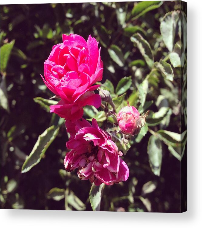 Rose Acrylic Print featuring the photograph Rose by Christy Beckwith