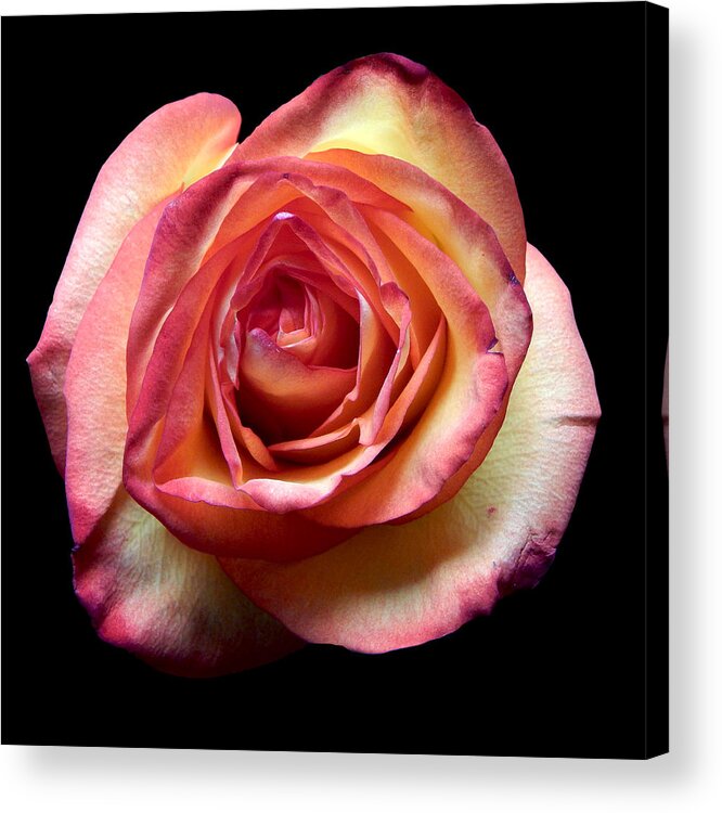 Flowers Acrylic Print featuring the photograph Rose II Still Life Flower Art Poster by Lily Malor