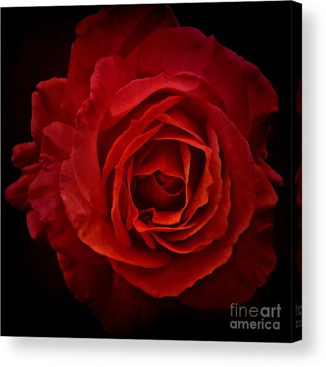 Rose Acrylic Print featuring the photograph Rose in Red by Patricia Strand
