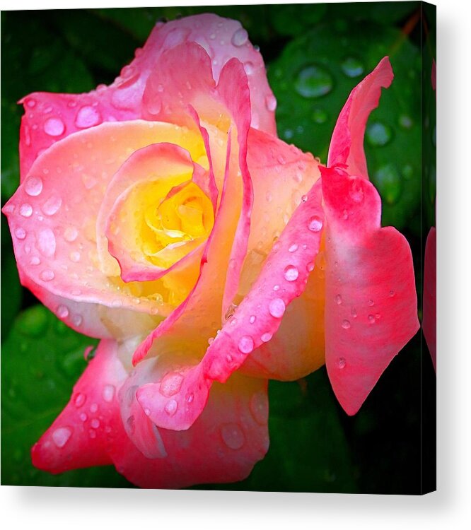 Rose Acrylic Print featuring the photograph Rose with Water Droplets by Nick Kloepping