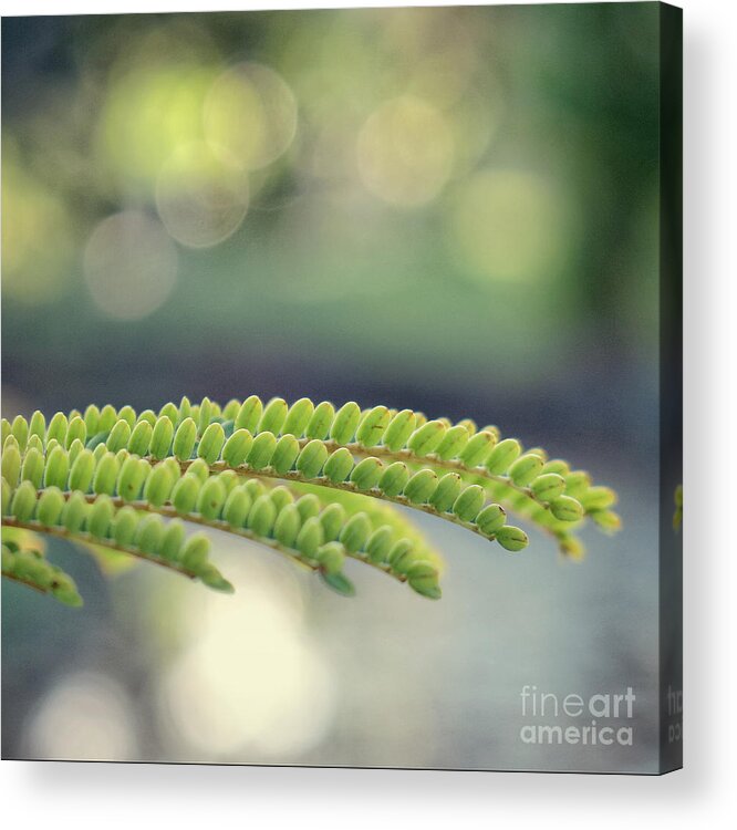 Tree Acrylic Print featuring the photograph Royal Poinciana by Diane Enright