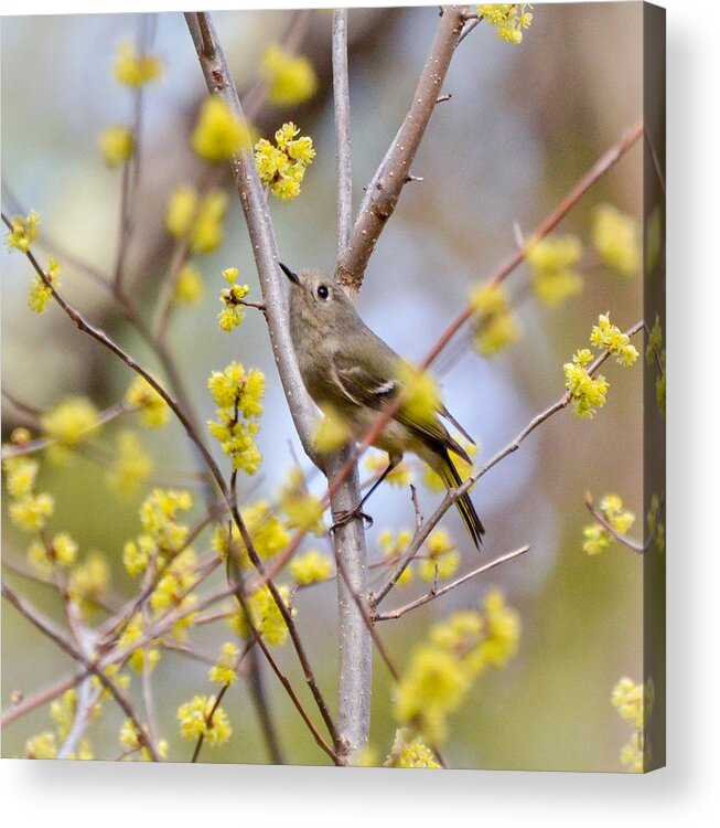 Ruby-crowned Kinglet Acrylic Print featuring the photograph Ruby-crowned Kinglet by Kerri Farley