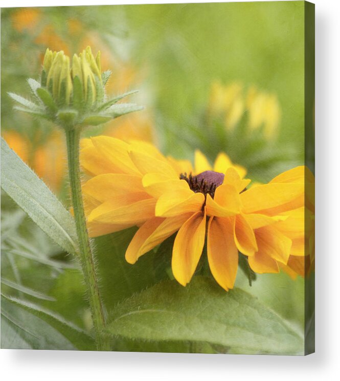 Yellow Flower Acrylic Print featuring the photograph Rudbeckia Flower by Kim Hojnacki