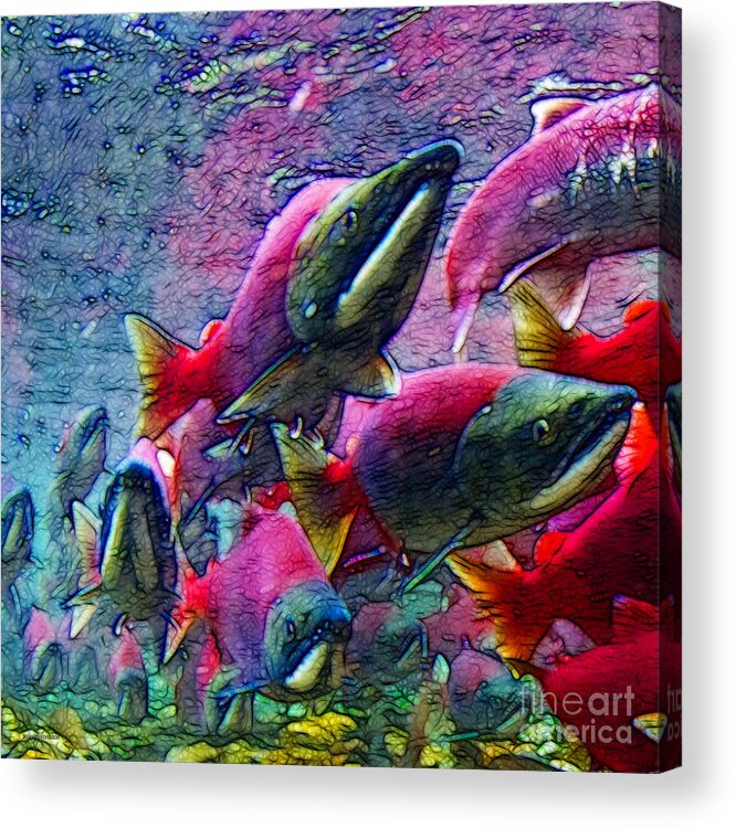Big Fish Acrylic Print featuring the photograph Salmon Run - Square - 2013-0103 by Wingsdomain Art and Photography