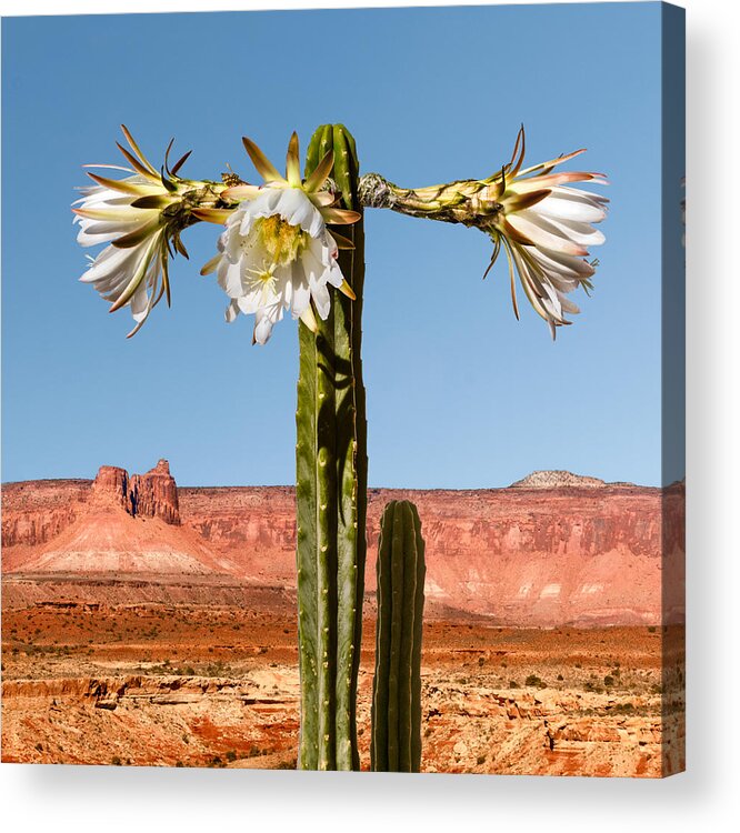 Arid Acrylic Print featuring the photograph San Pedro Cactus by Nancy Strahinic