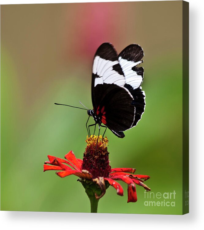 Heiko Acrylic Print featuring the photograph Sapho longwing red oriented by Heiko Koehrer-Wagner