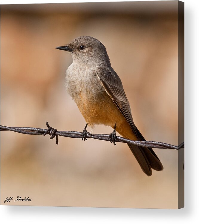 Animal Acrylic Print featuring the photograph Say's Phoebe on a Barbed Wire by Jeff Goulden