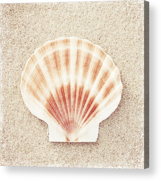 Scallop Shell Acrylic Print featuring the photograph Scallop Shell - Beach Seashell Photography by Carolyn Cochrane