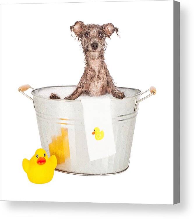 Dog Acrylic Print featuring the photograph Scruffy Terrier in a Bath Tub by Good Focused