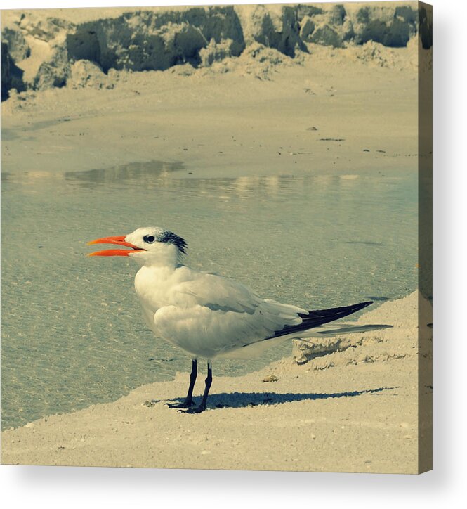 Seagull Acrylic Print featuring the photograph Seagull at the Beach by Patricia Awapara