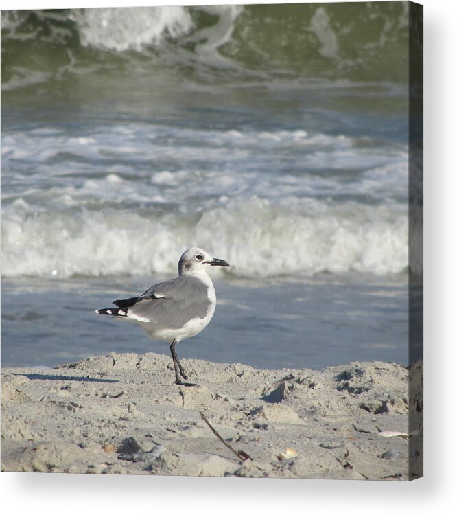 Sea Gull Acrylic Print featuring the photograph Seagulls at Fernandina 6 by Cathy Lindsey