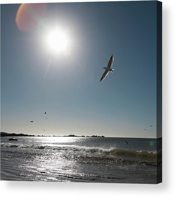 Water's Edge Acrylic Print featuring the photograph Seagulls Flying, Western Cape, South by Kathrin Ziegler