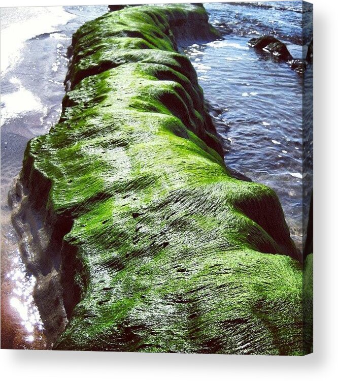  Acrylic Print featuring the photograph Seaweed Covered Rock Near The Beach by Reid Nelson