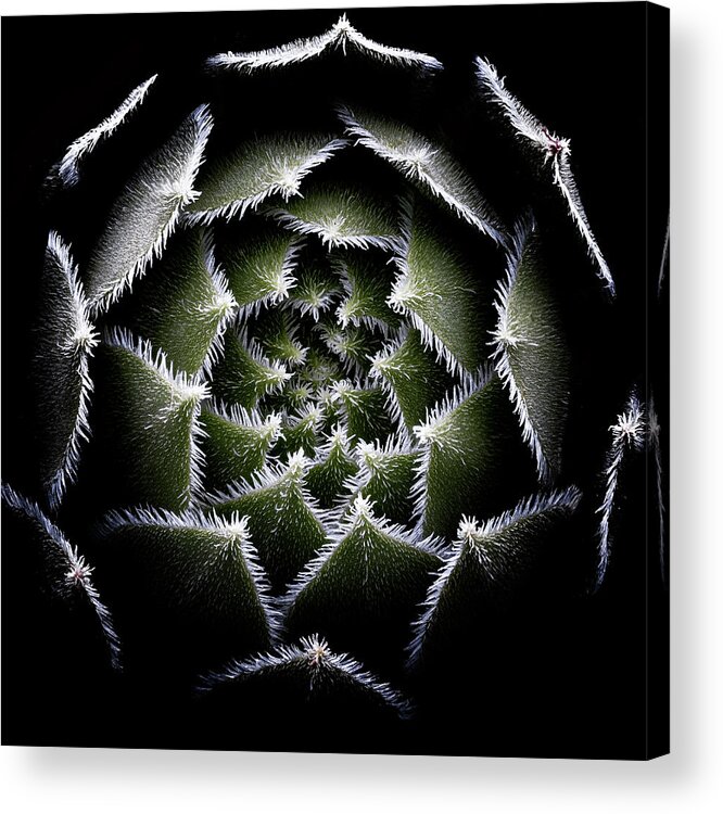 Rosette Acrylic Print featuring the photograph Sempervivum Rosette by Victor Mozqueda