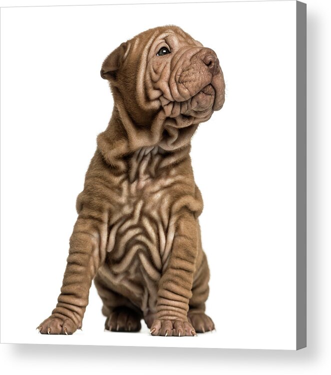 My Shar-Pei Is Homeland Security DC824HS High Quality Adhesive Vinyl Window Decal Sticker