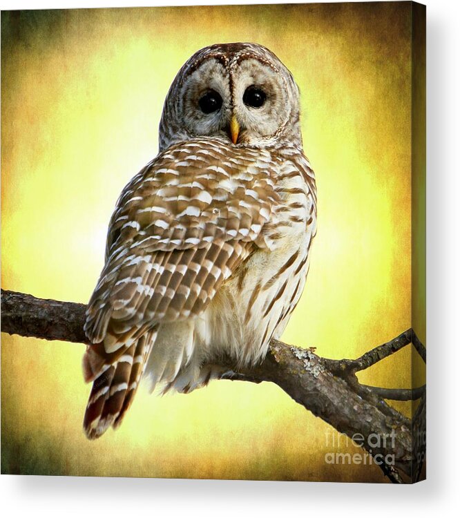 Wildlife Photography Acrylic Print featuring the photograph She sees right into the heart of me by Heather King