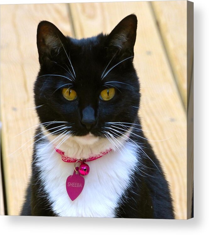 Cat Acrylic Print featuring the photograph Sheeba by Jean Wright