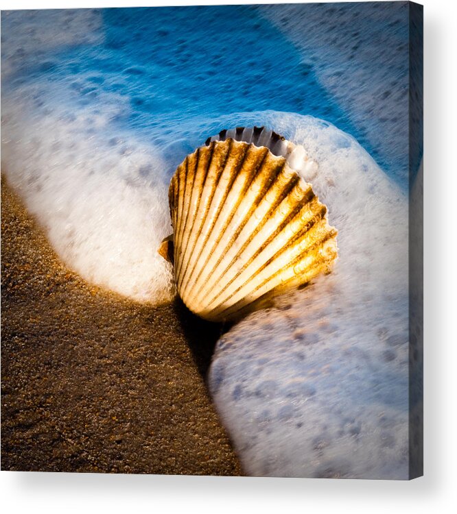 Sea Acrylic Print featuring the photograph Shell Series No. 2 by John Pagliuca