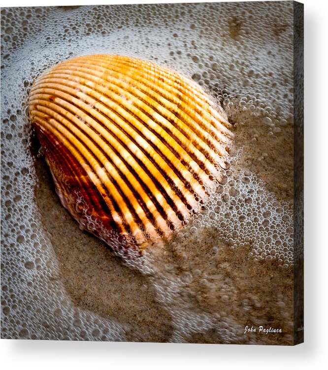 Sea Acrylic Print featuring the photograph Shell Series No. 5 by John Pagliuca