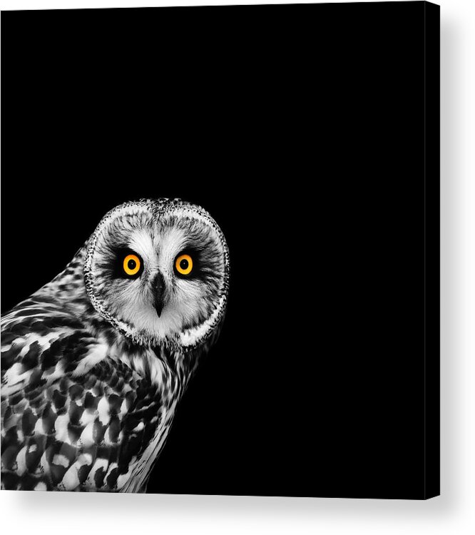 Short Eared Owl Acrylic Print featuring the photograph Short-Eared Owl by Mark Rogan