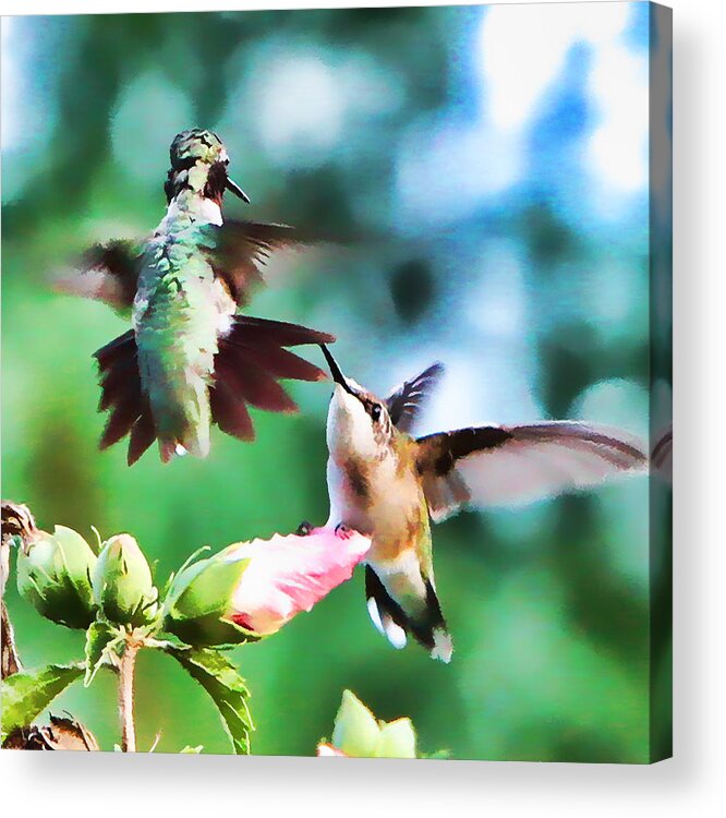Hummingbird Acrylic Print featuring the photograph Showing off by John Freidenberg