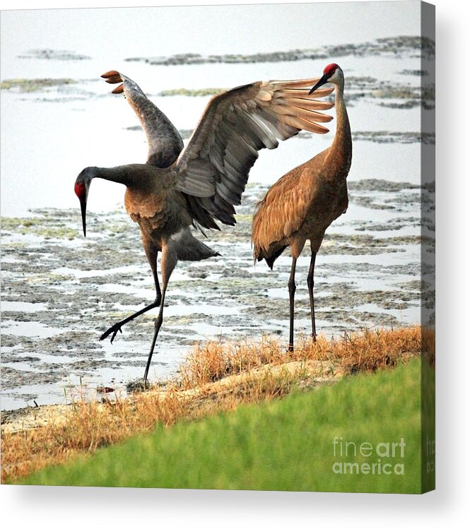 Sandhill Cranes Acrylic Print featuring the photograph Showoff by Carol Groenen